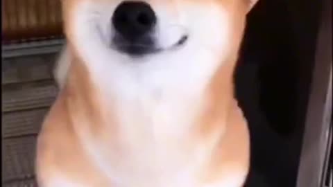 Funny dog smile