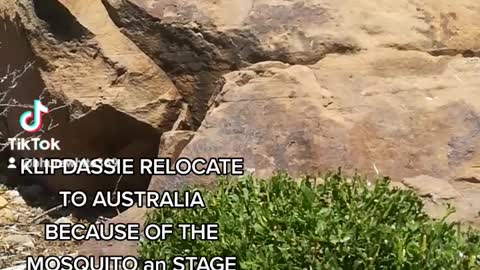 KLIPDASSIE RELOCATE TO AUSTRALIA.