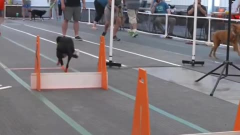 Three Legs, One Heart: Dog Defies Odds in Competition! 🐕🏆👏🌟💪❤️