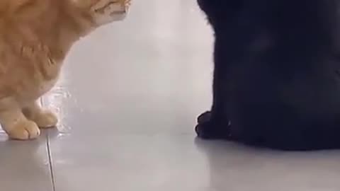 Orange cat fighting with black cat