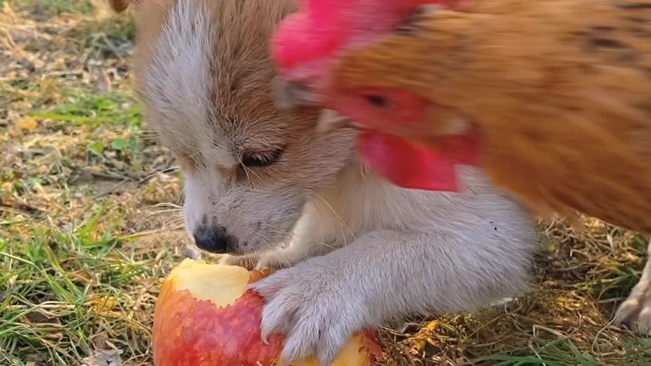 Rabbit in Action 🐇🐰❤