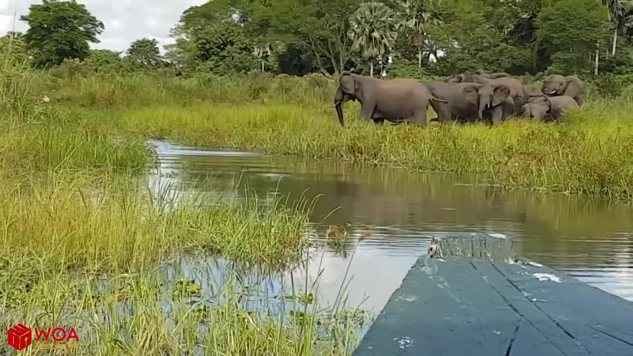 Amazing Elephant Save Baby Elephant From Crocodile Hunting | Animals Hunting Failالفيل يصحق الاسد