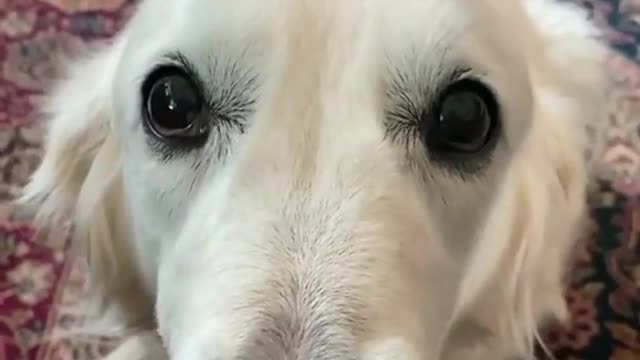 Pls do the comb fren 🙏