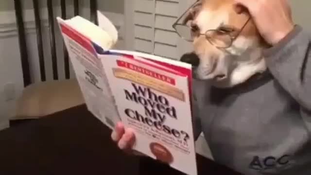 Funny puppy