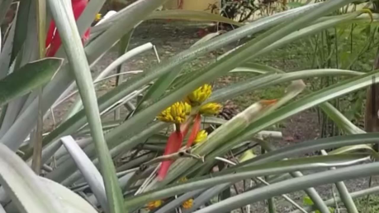 Araçá amarelo - frutas brasileiras