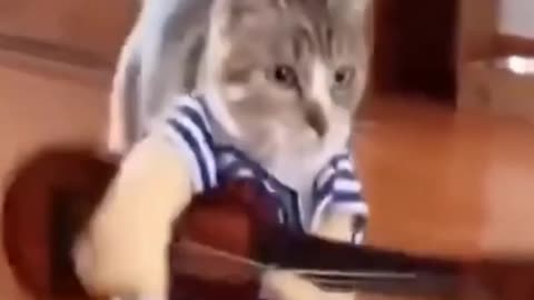 Cats: Funny Videos ( try not to laugh )😂