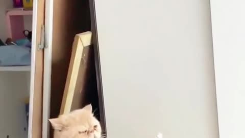 Cat and baby cat funny video 😂