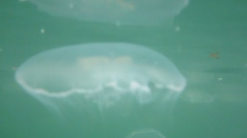 Millions of Jellyfish with underwater view