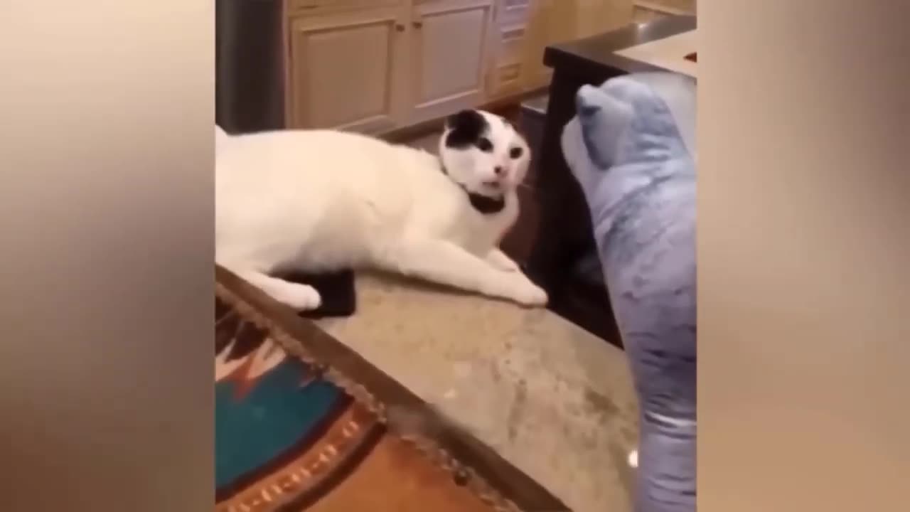 Funny Animal Videos