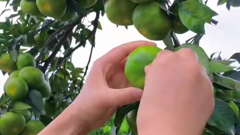 Top 5 Fruits You Need To See