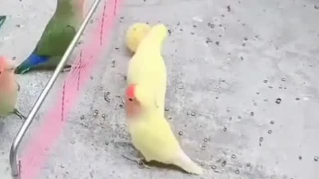 Funny Parrots | Love Birds Playing Volleyball