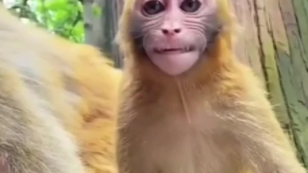 funny animals video