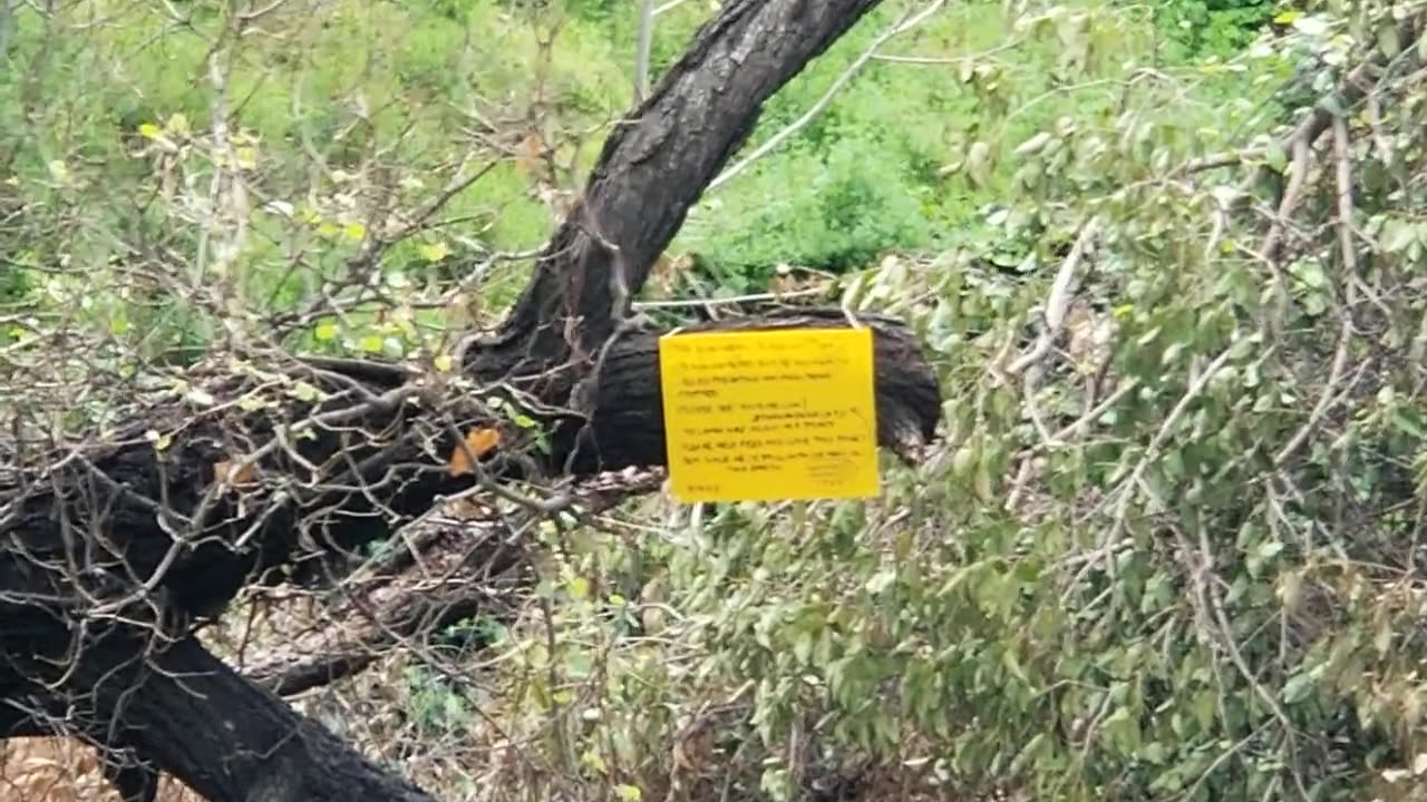 20240415 081747 Tux Crunching with Schmoo in His Eyes