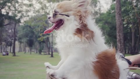 amusement park dog