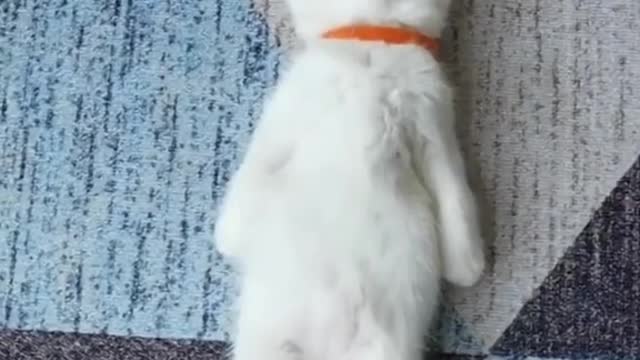 Kitty