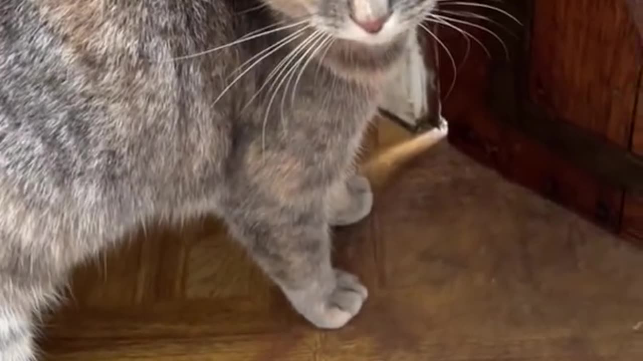 Sounds that attract cats - Meow to make cats come to you