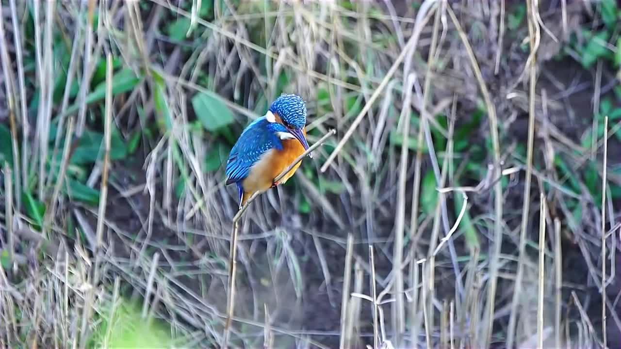 Kingfisher's remarkable head stabilization while hunting