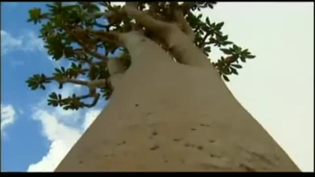 The beauty of Socotra island