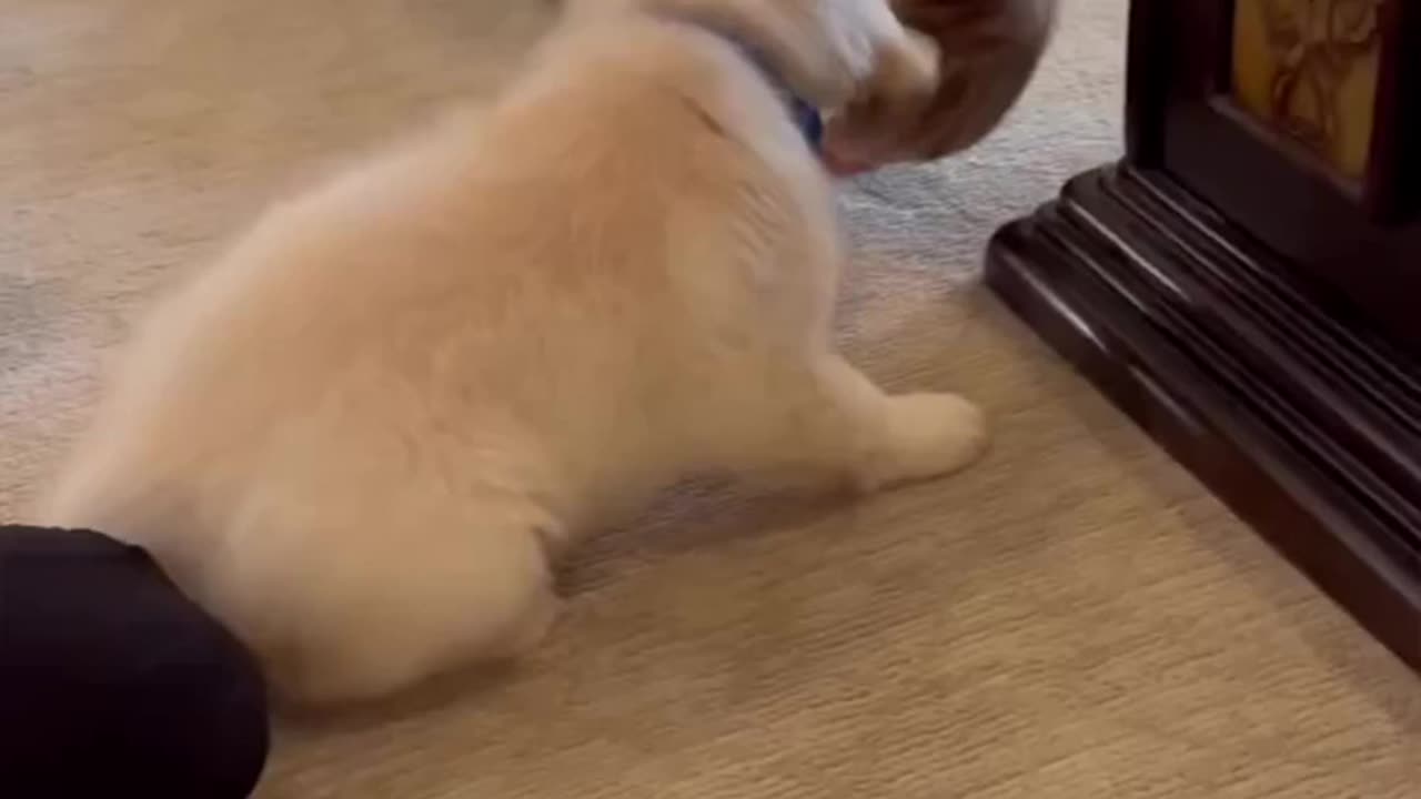 cute dog playing