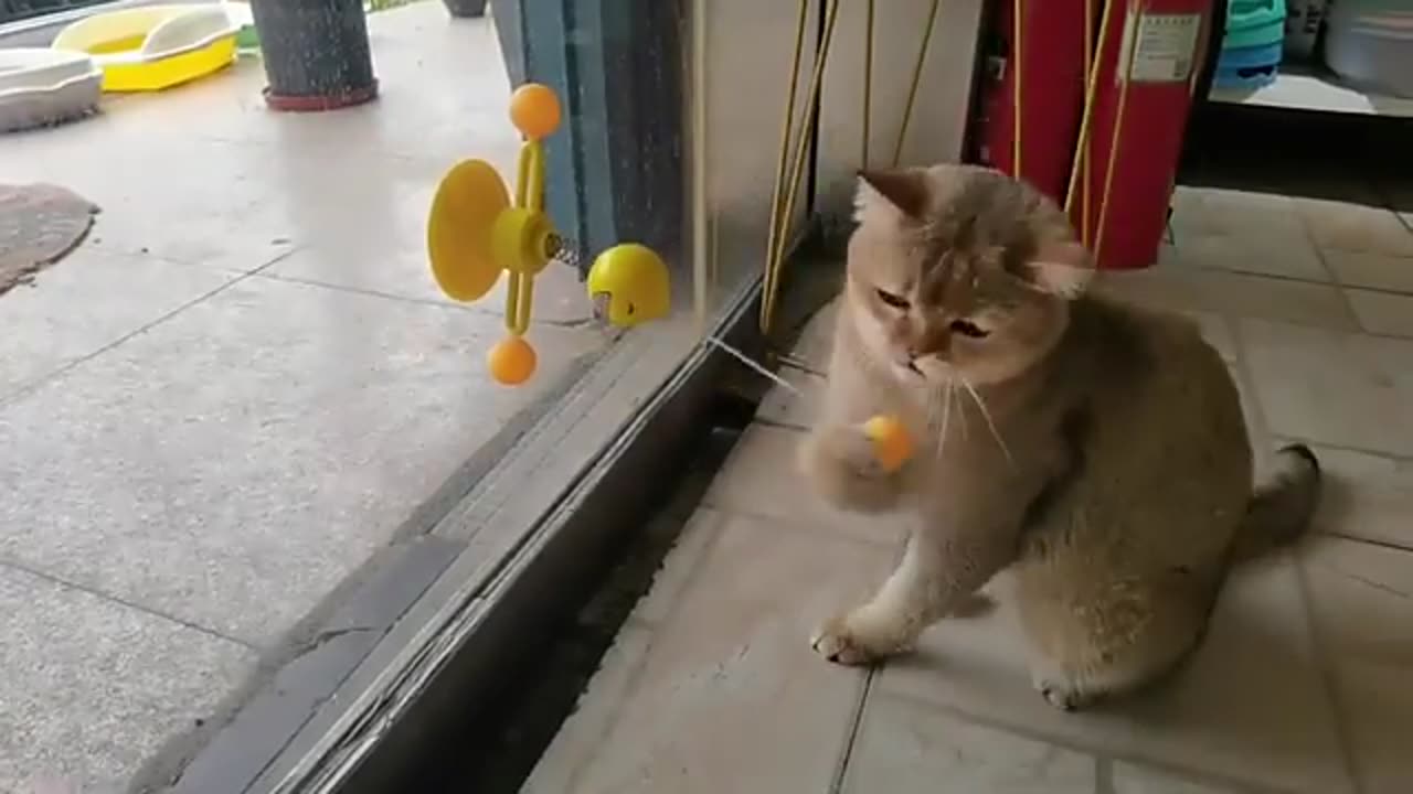 Cats reaction when they find a new toy ☺️