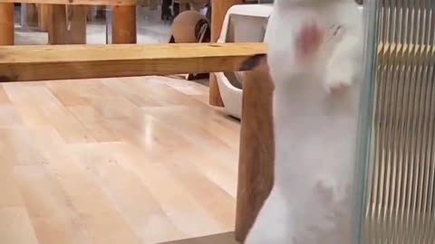 Cat funny video 🤣🤣