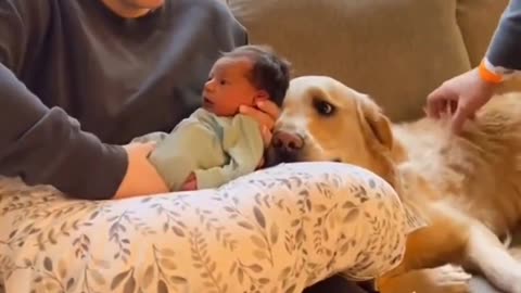 Cute family enjoying with dog | dog video