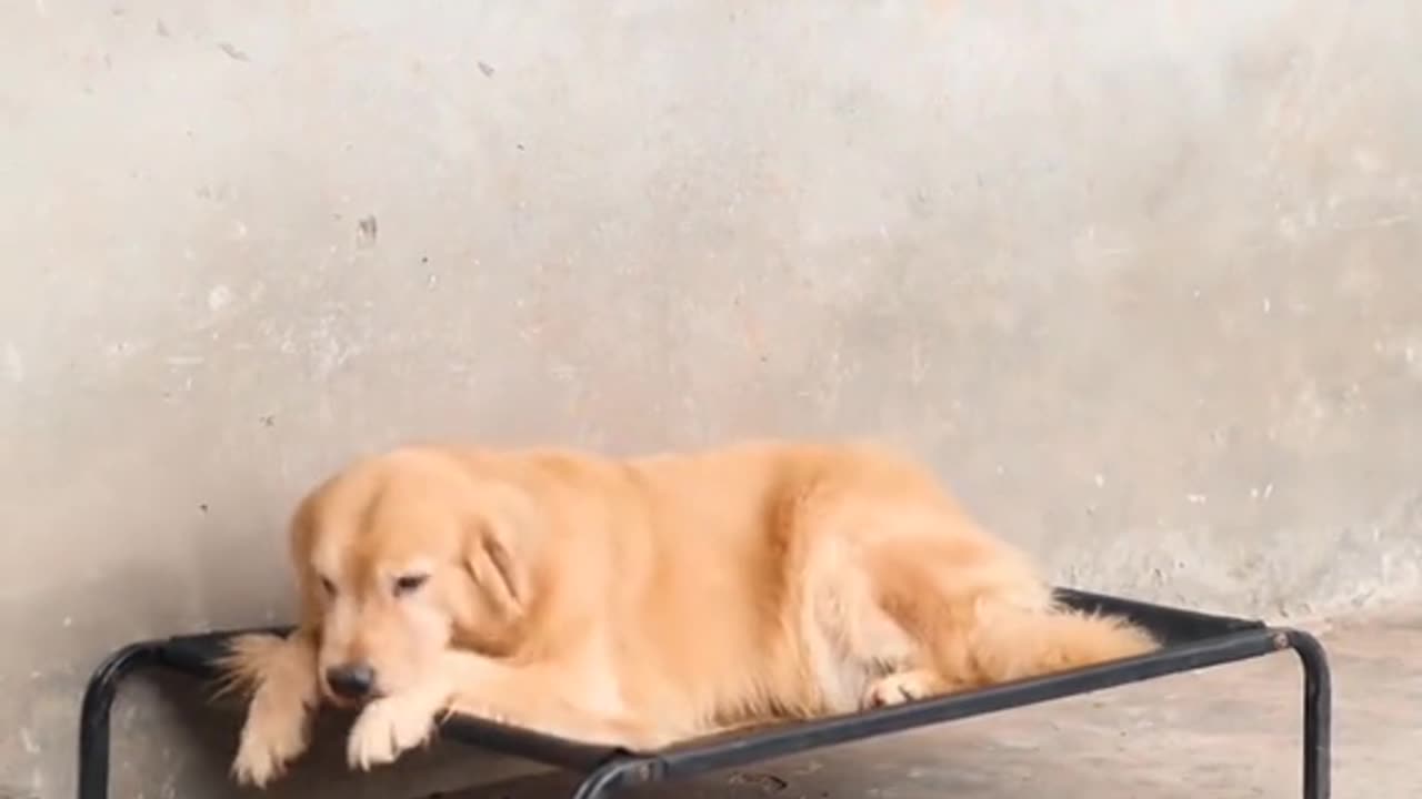 Funniest animal videos || A responsible pet dog soo cute
