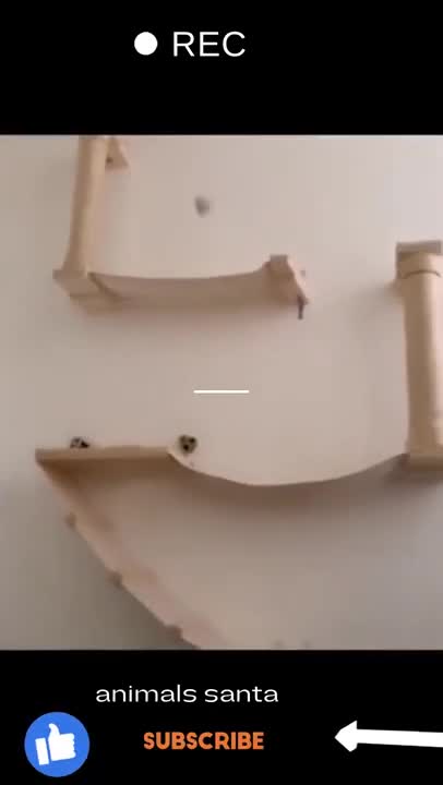 Funny Dog and cat compilation