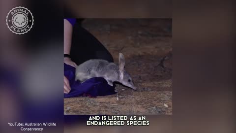 Bilby - In 1 Minute! ?? One Of The Cutest And Exotic Animals In The World | Animal Planet Videos