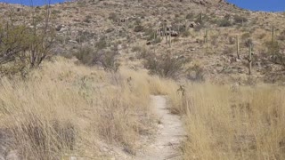 Arizona "Plains" of Babad Doag Trail