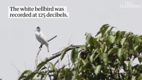 White bellbird: listen to the world's loudest bird call