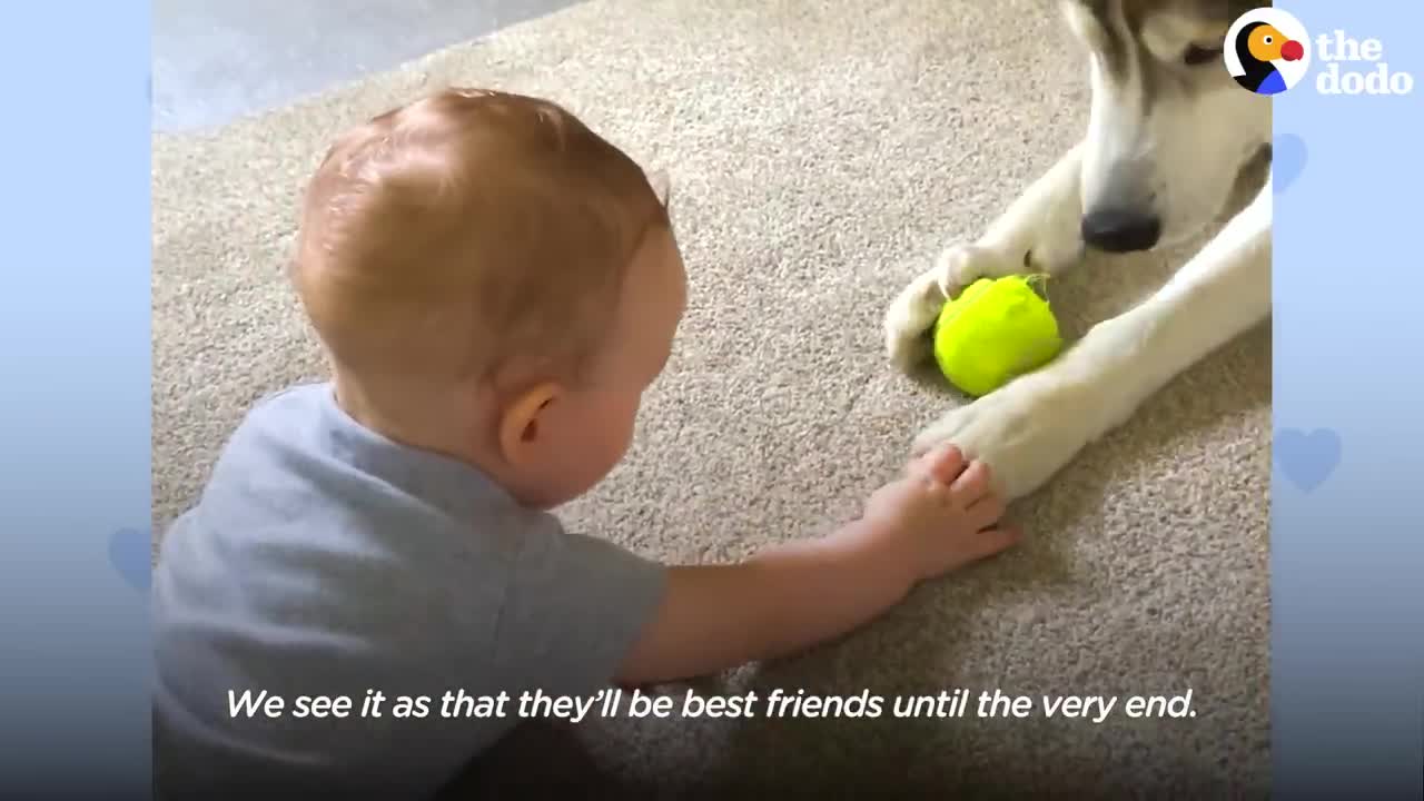 Husky Patiently Waits Next To Moms Belly To Finally Meet His Little Brother | The Dodo Soulmates