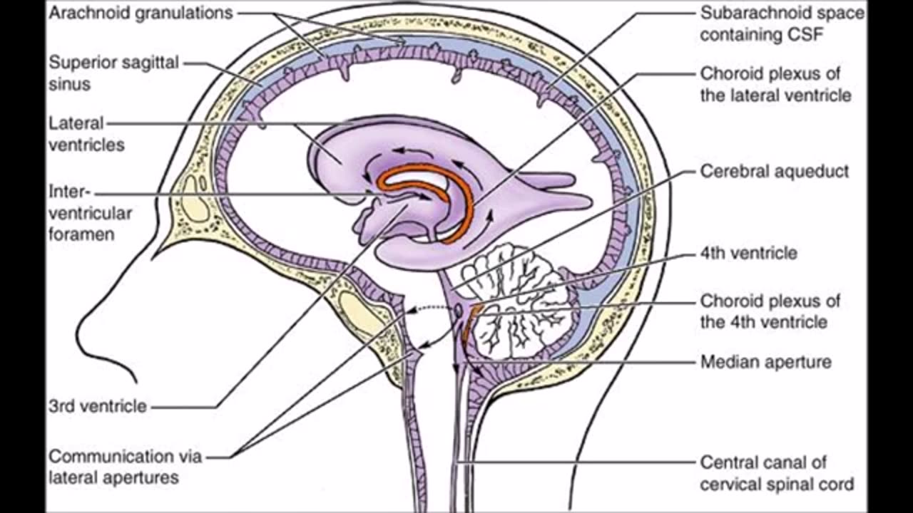 5Mid Brain