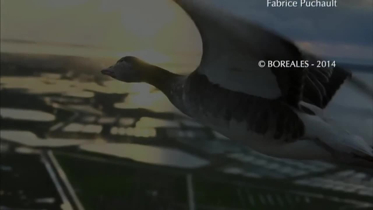 The Secret Routes of Migratory birds | Documentary