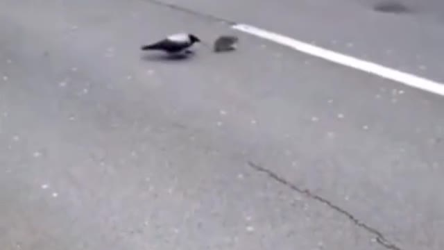 FUNNY ANIMAL #shorts #funny #fun #funnyvideo #tiktok #tiktokvideo