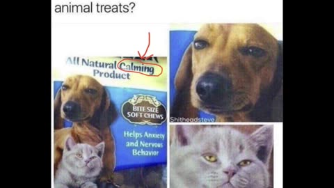 Random Memes 879