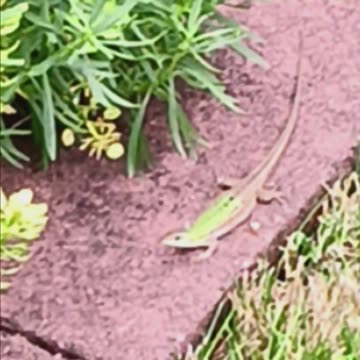 Italian wall lizard