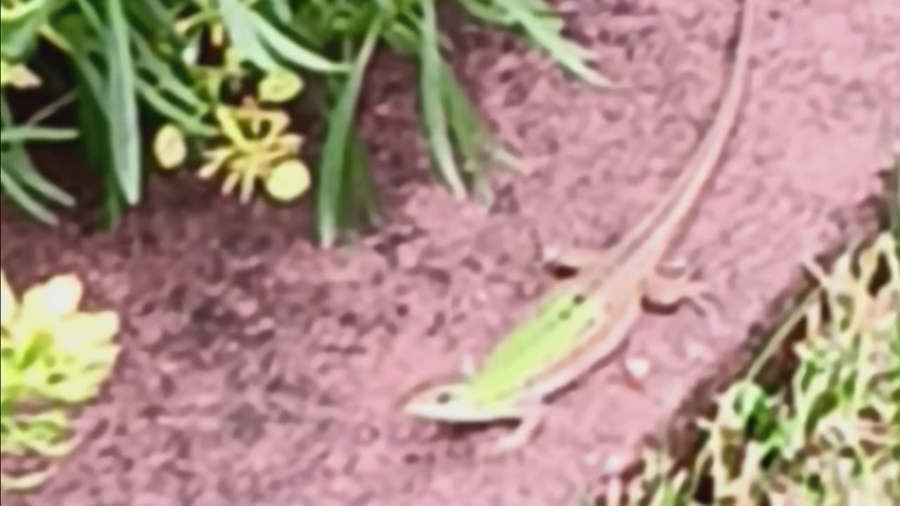 Italian wall lizard