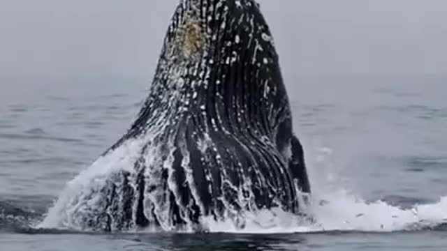 Amazing Whales Hunting For Fish