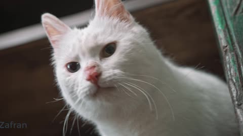 Cat video