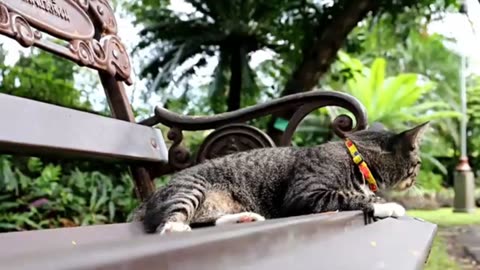 Cat video # cat