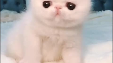 CUTE KIDS - FUNNY CATS