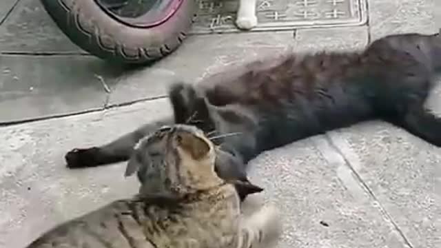 Wife, Lover, Husband. Right ? ! 😻 😍 - Funny Cats Videos 2021#5