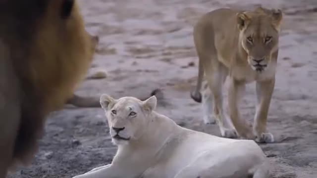 Lion # animal