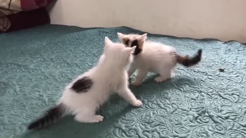 Cute Kittens Cute Cats playing Videos