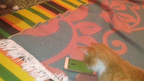 cute cat playing by mobile