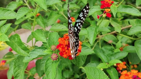 beautiful butterfly standing on flower in natur