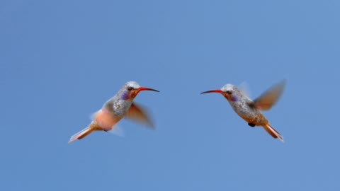 hummingbird, divine perfection