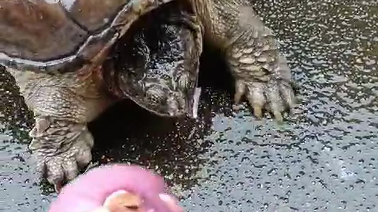 Hungry Turtle