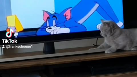 yawning is contagious